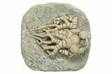 Fossil Crinoid (Cyathocrinites) - Crawfordsville, Indiana #269719-1